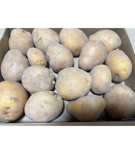 Amazon.co.jp: 種じゃがいも ながさき黄金 PVP 約500g※大小ミックス